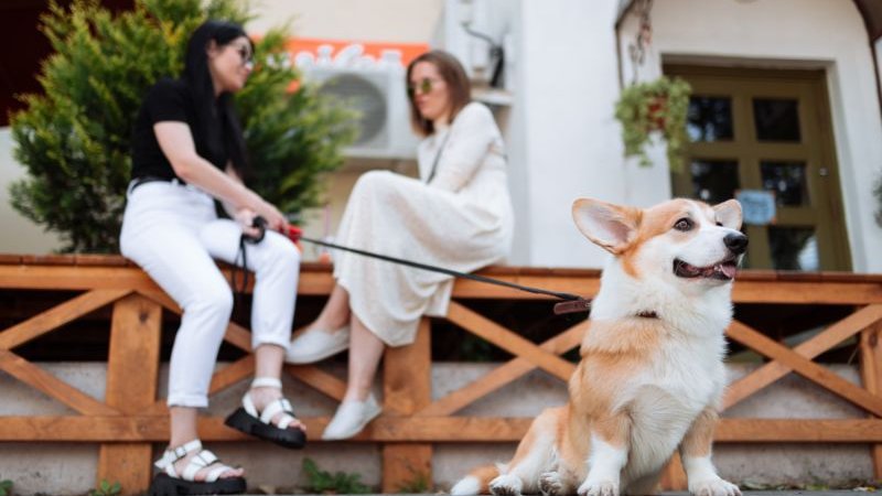 corgi