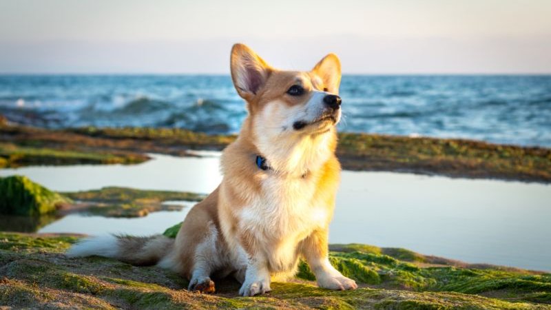 corgi
