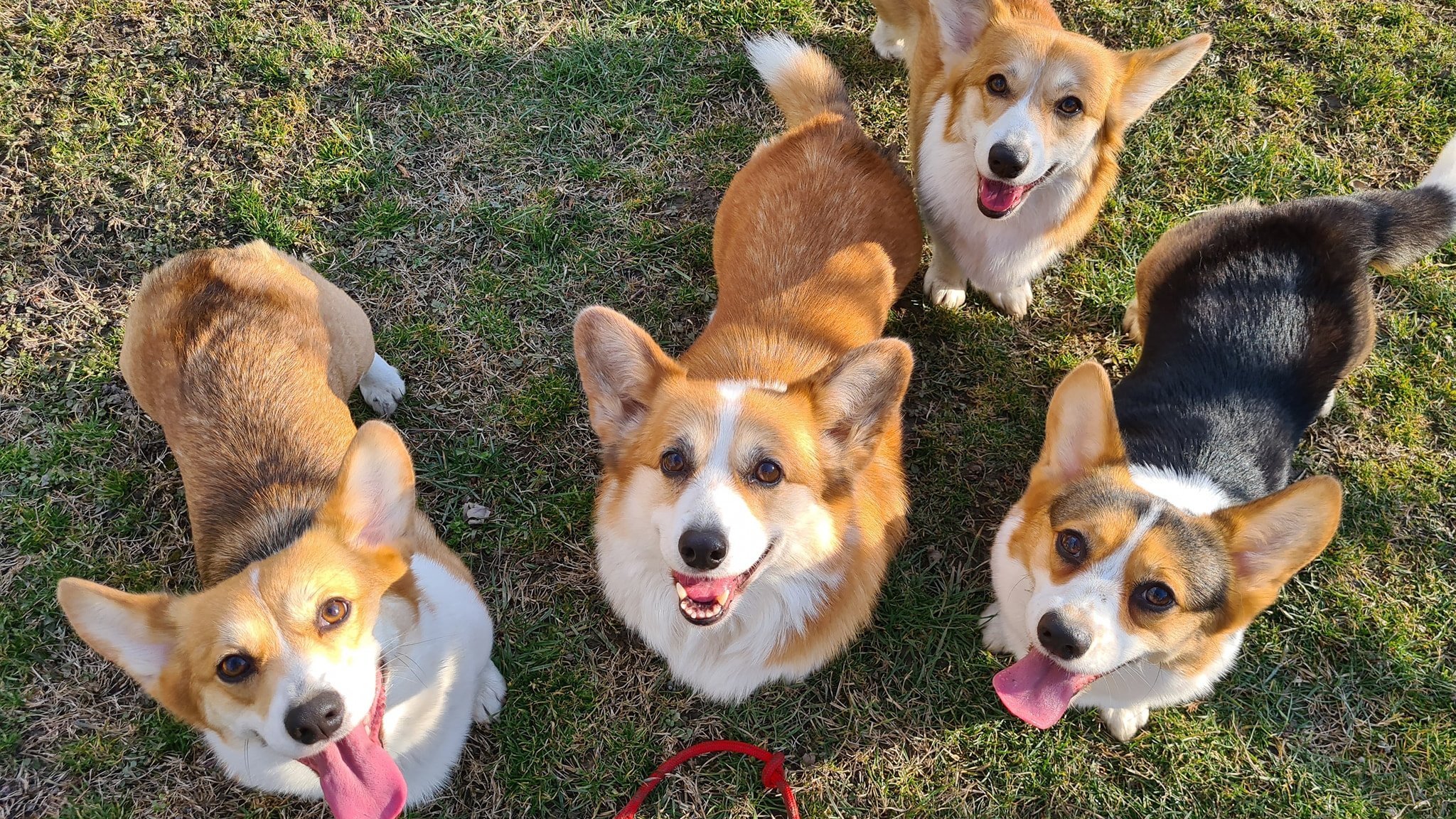 corgik