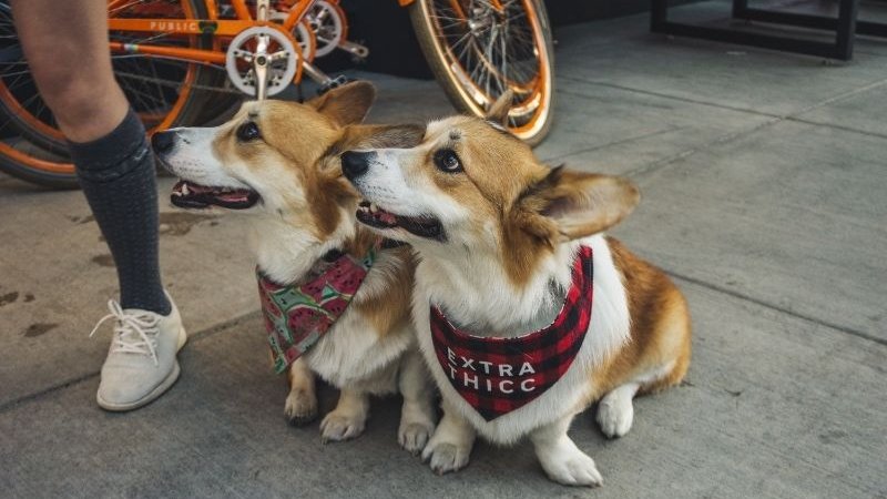 corgi pár