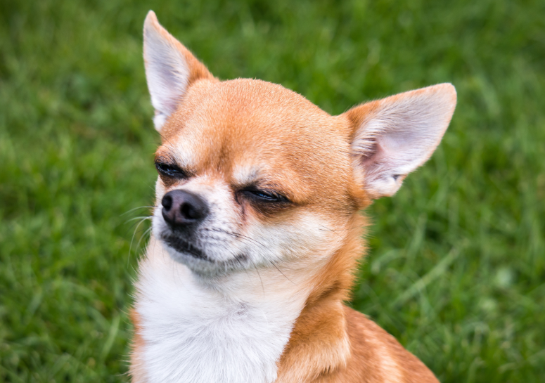 Forrás: canva.com
