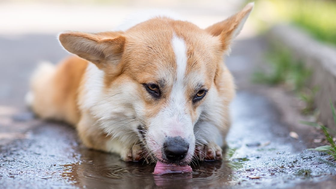 corgi iszik a pocsolyabol