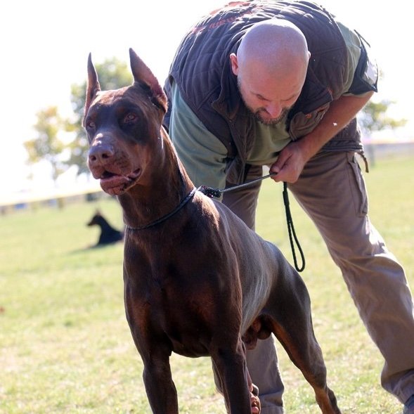 dobermann férfival