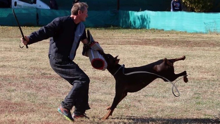 dobermann őző-védő