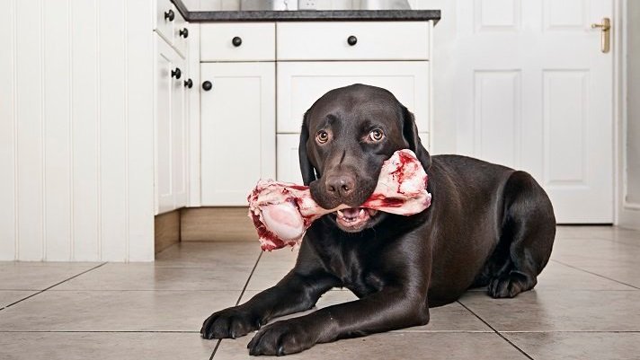 labrador csonttal a konyhában_forrás: dogtime.com