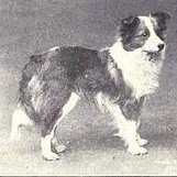 sheltie 1915.ből_en.wikipedia.org
