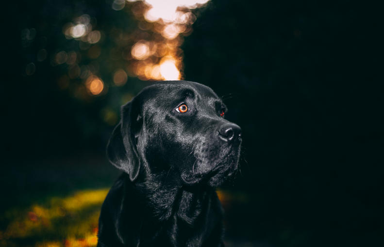 Forrás: canva.com