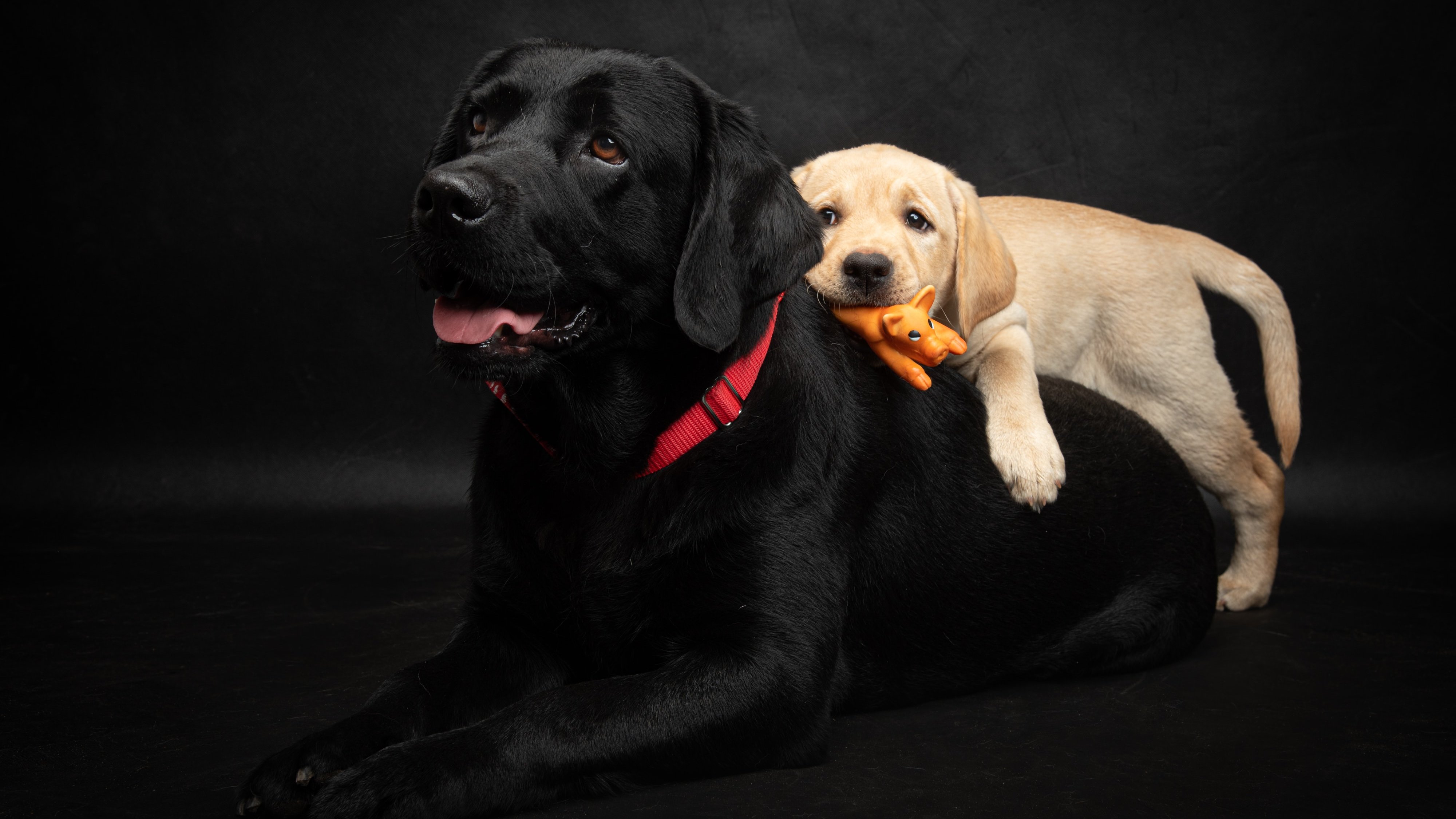 Tátrainé Felleg Zsuzsanna a Happyscute Labredor kennel tulajdonosának fotója