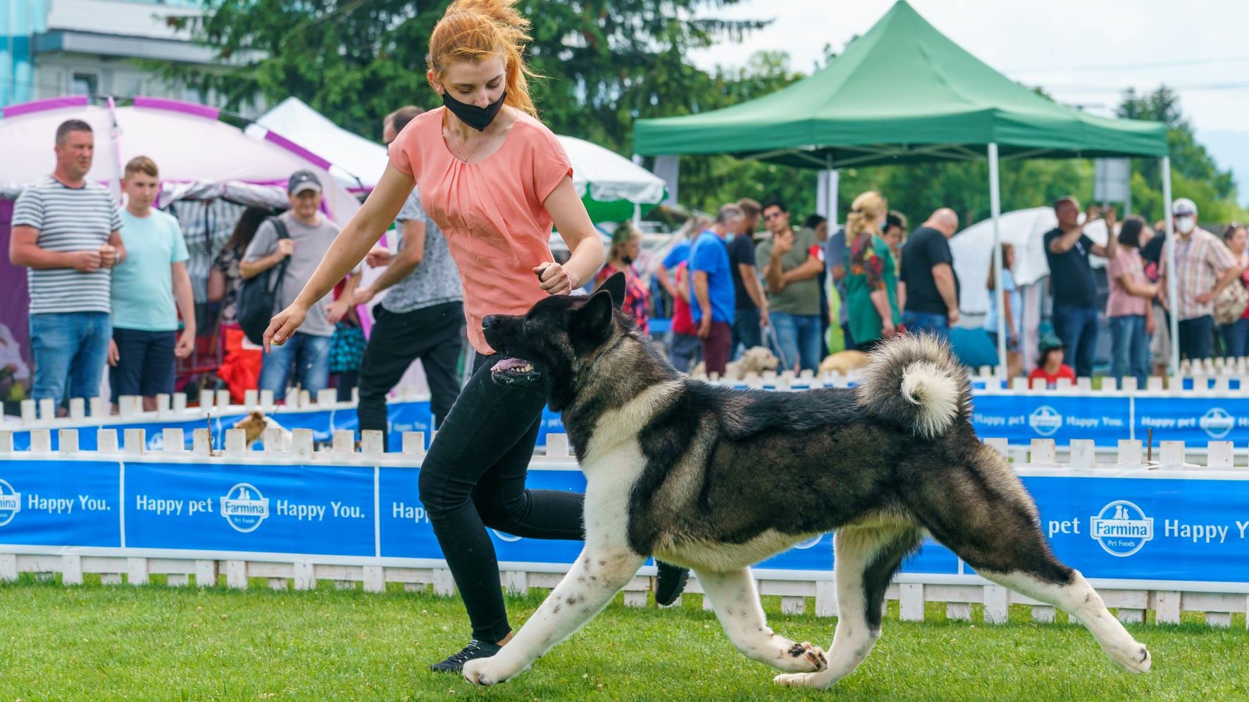 amerikai akita kiállításon