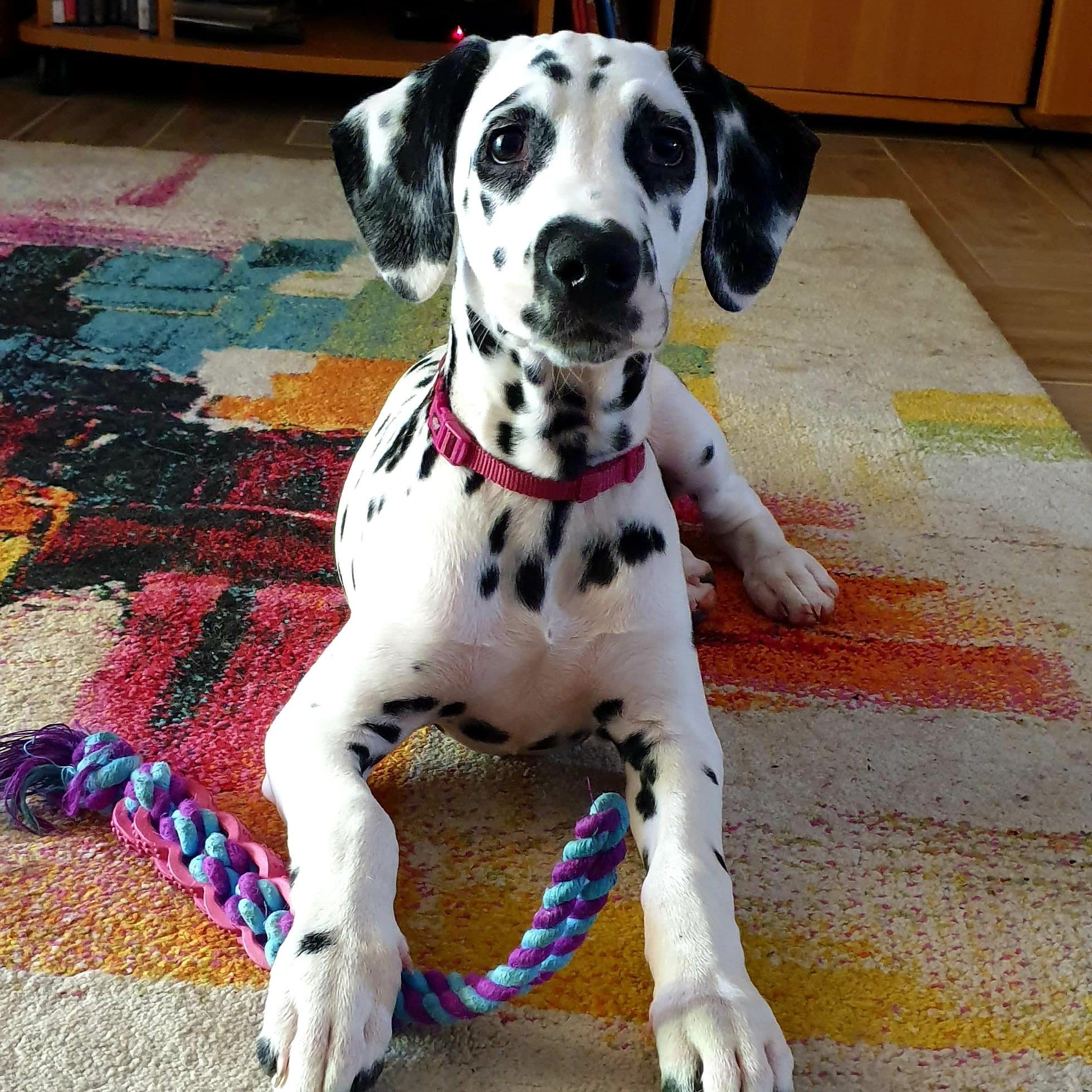 Tóth Noémi a Nomenimi’s Love Spots Dalmata Kennel tulajdonosának fotója