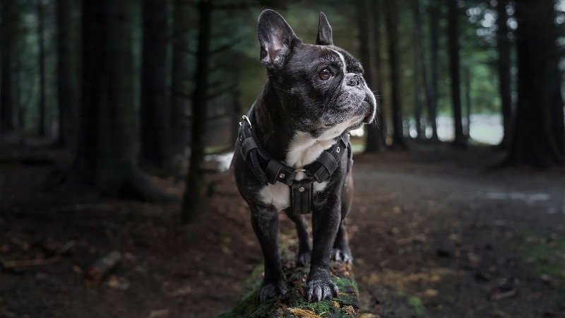 francia bulldog