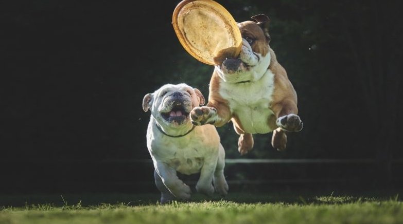 Frizbiző bulldogok