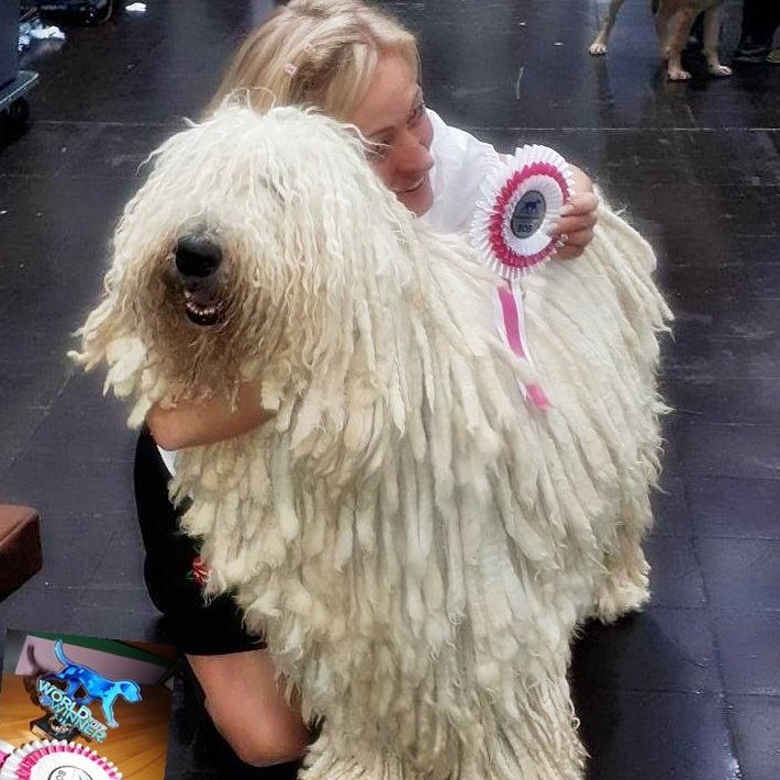 Anda-Marócsek Anita az Andaházi Tanyák őre komondor kennel tulajdonosának fotója