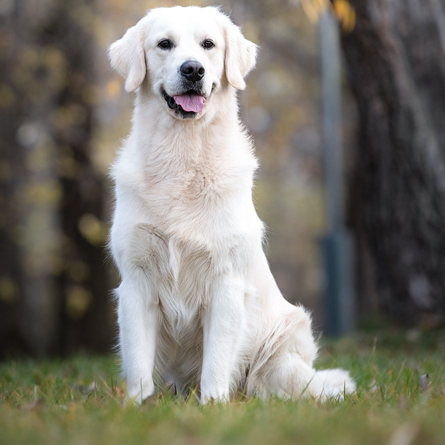 golden retriever