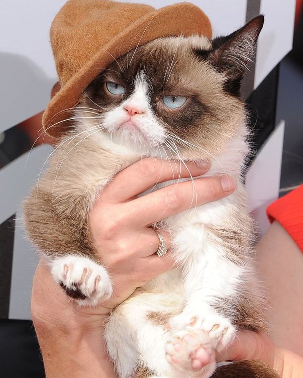 Grumpy Cat