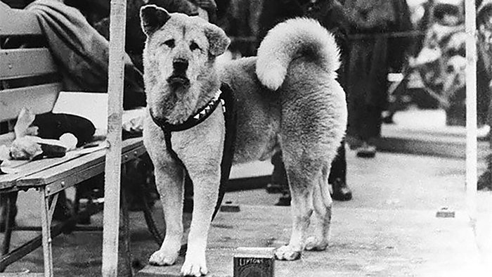 Hachiko akita inu