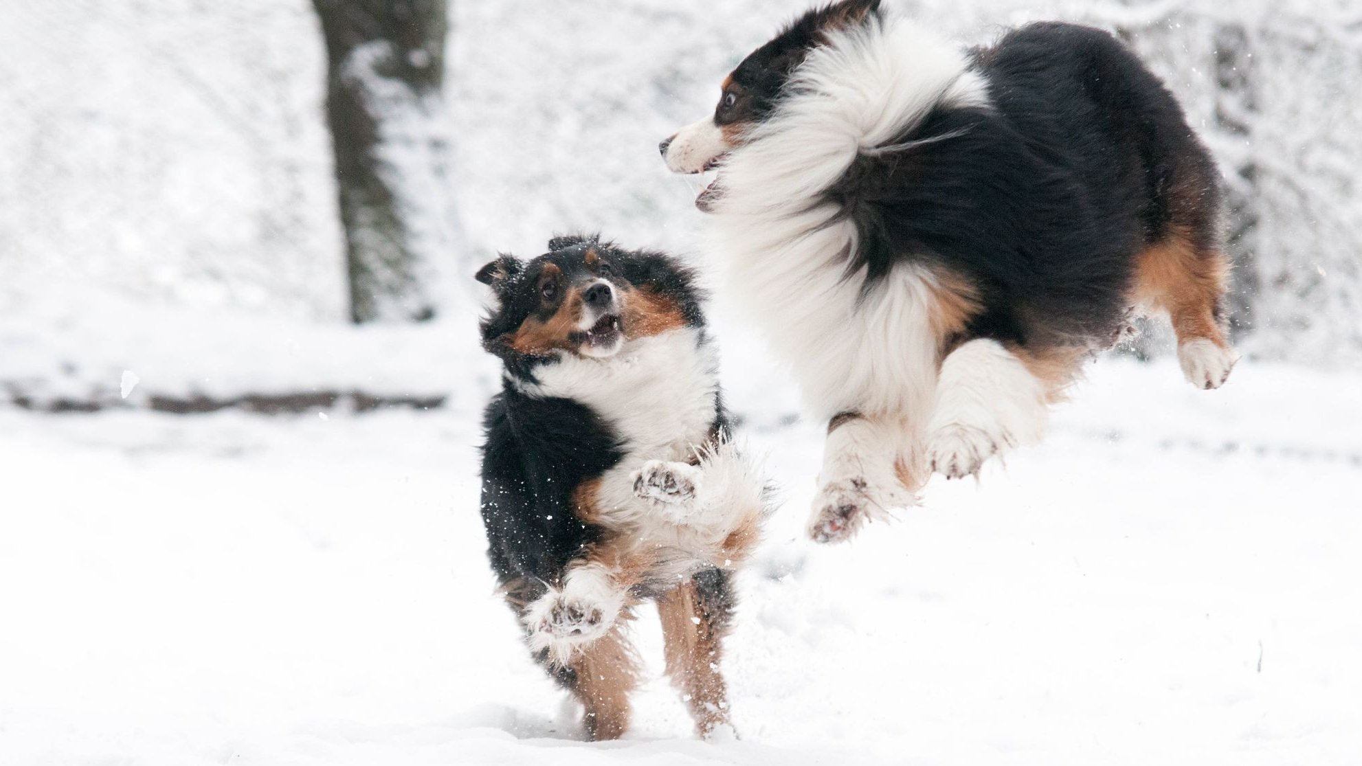 A Skyron kennel fotója