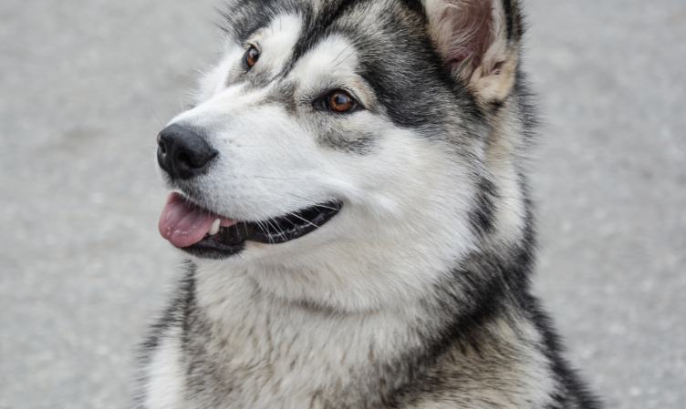 husky