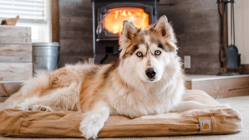 husky fekszik kandalló előtt