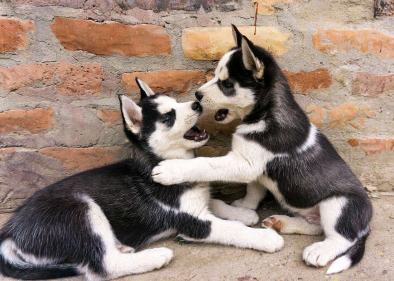 husky kölykök
