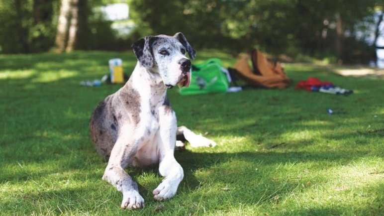 német dog