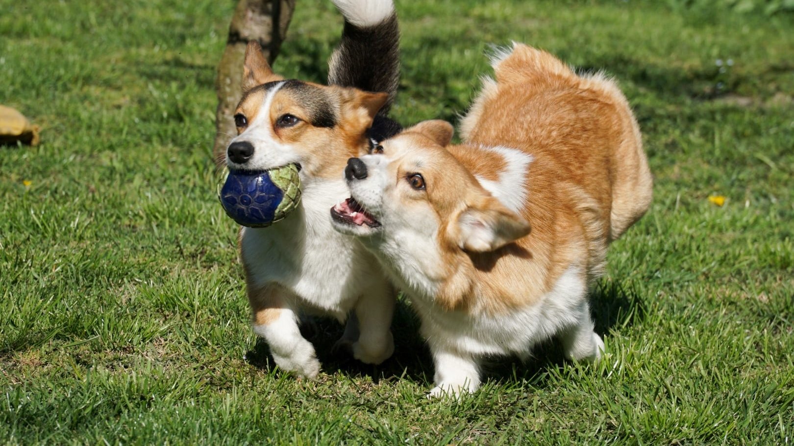corgik