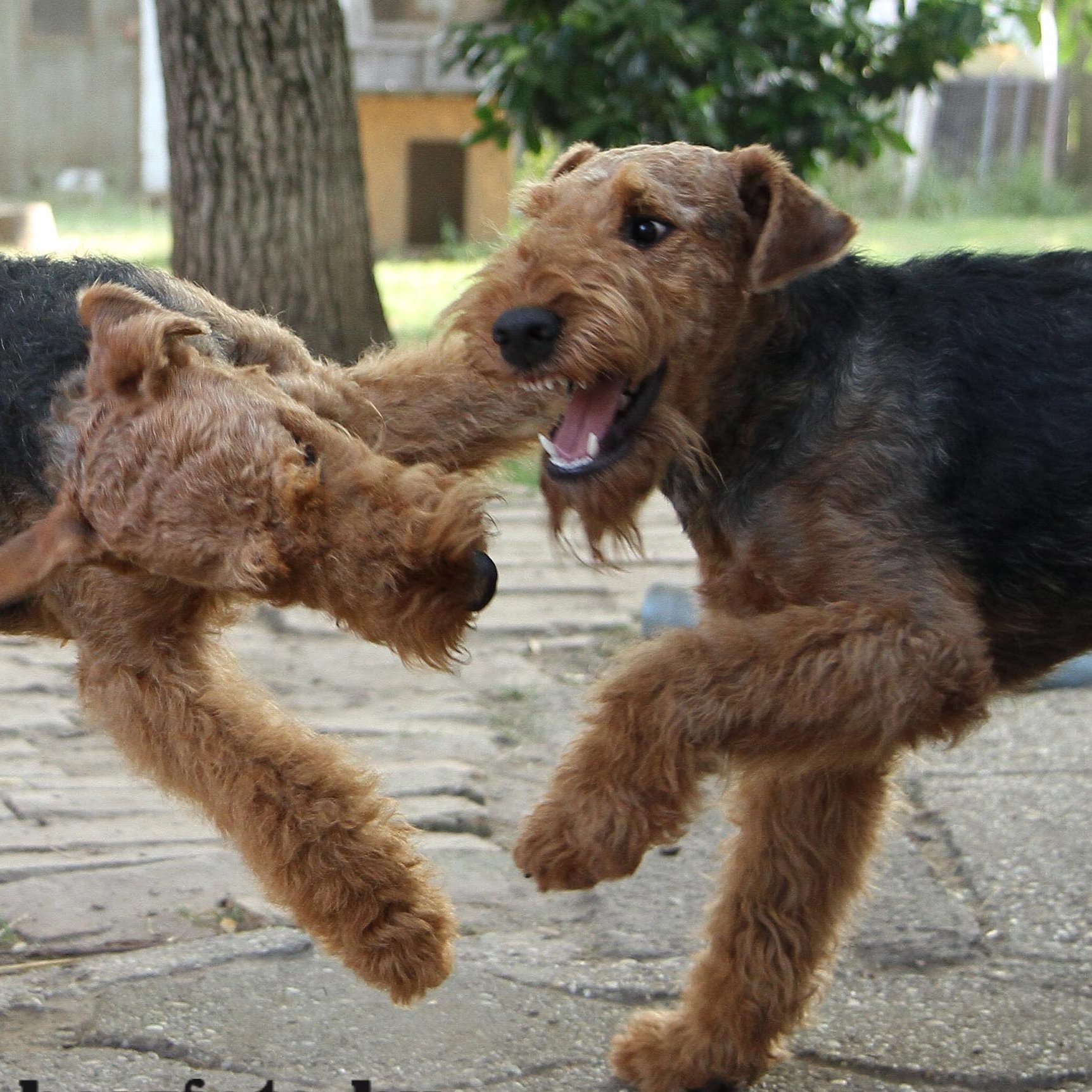 játszó airedale terrierek