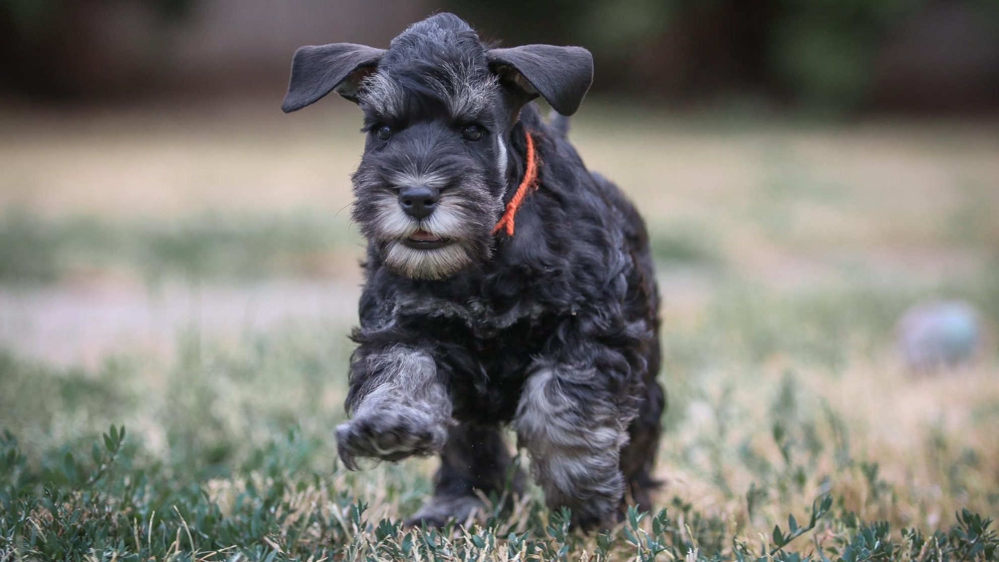 törpe schnauzer kölyök fut a kamerafelé