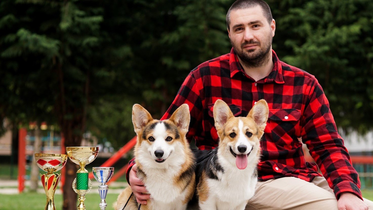 kiállítás győztes pembroke welsh corgik