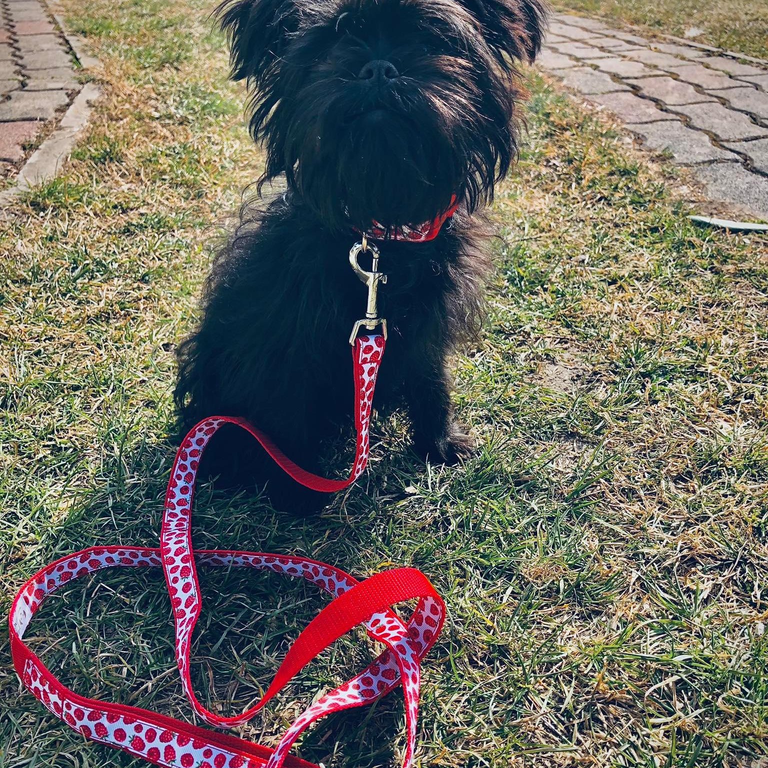majompinscher pórázon