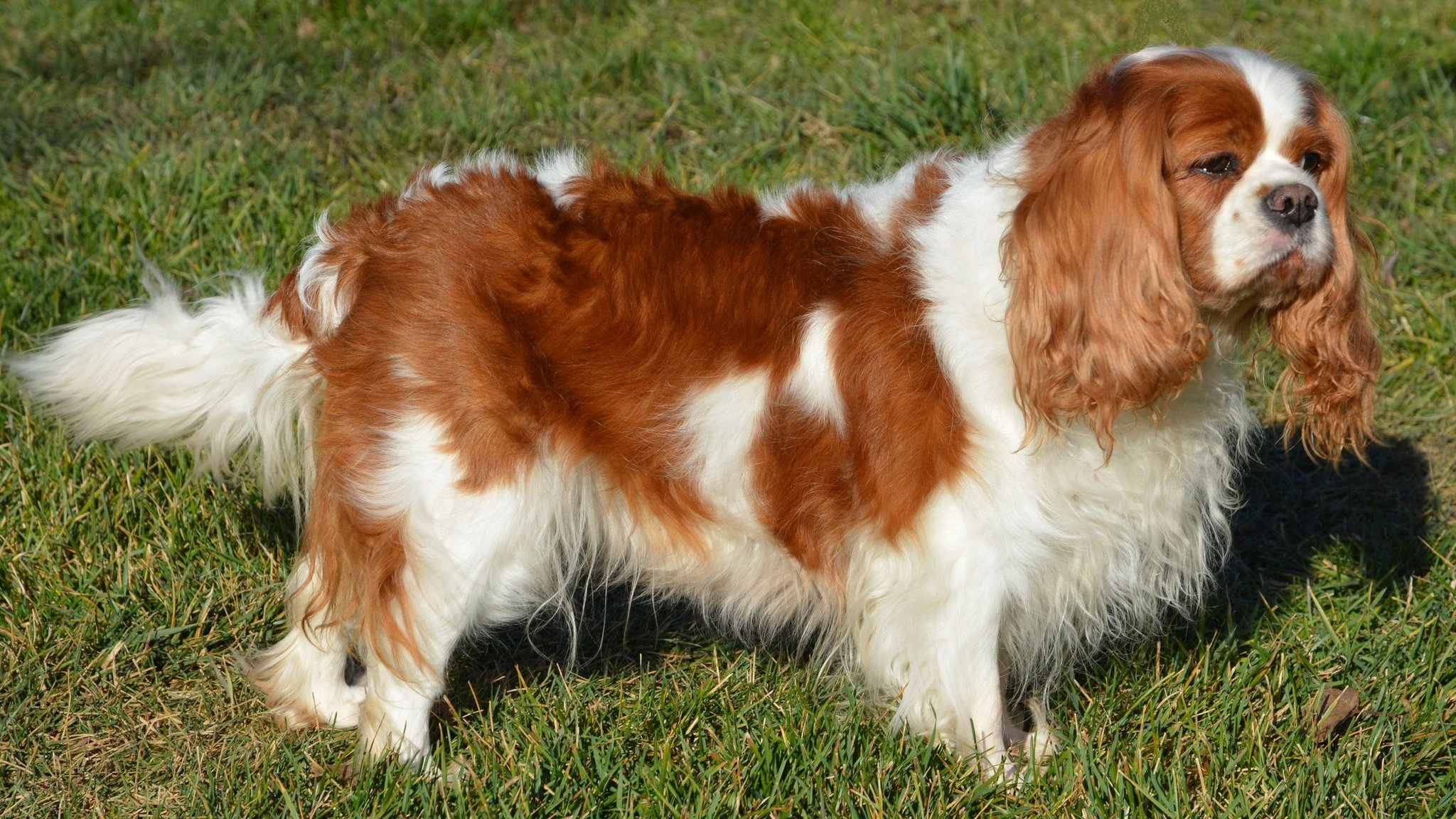 A Royal Gigolo's Cavalier King Charles spaniel kennel fotója