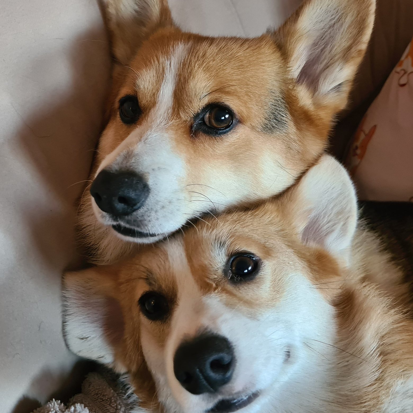 2 pembroke welsh corgi
