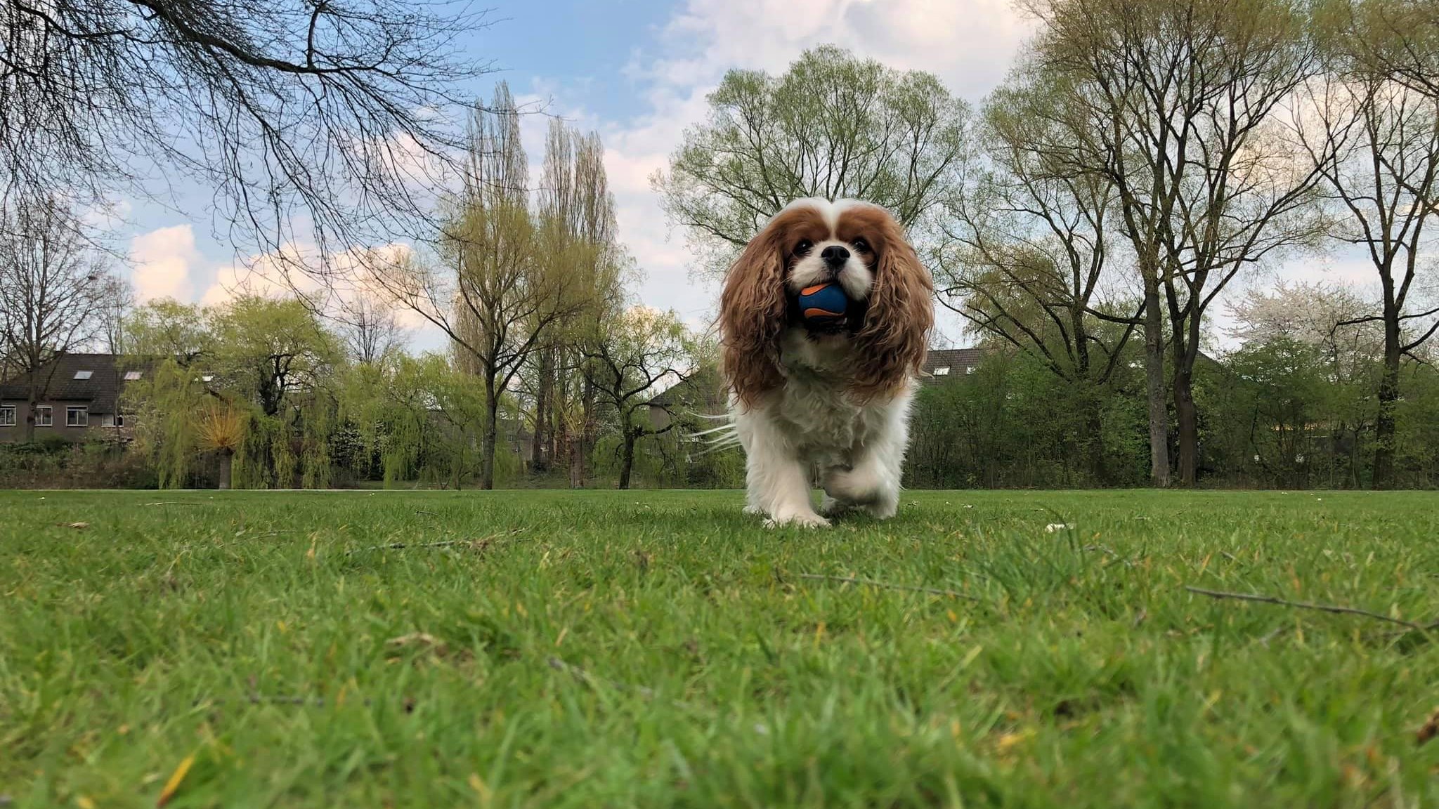 A Royal Gigolo's Cavalier King Charles spaniel kennel fotója