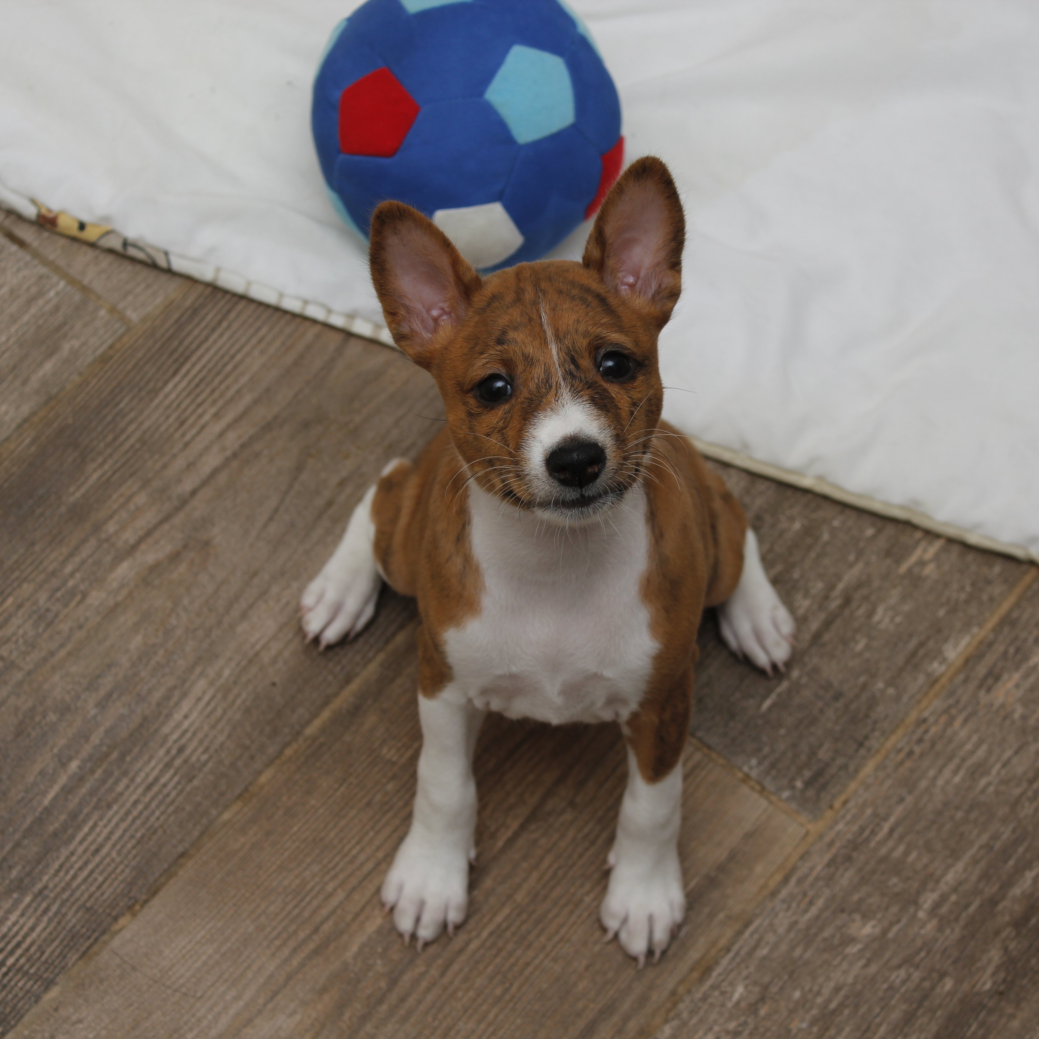 basenji kölyök