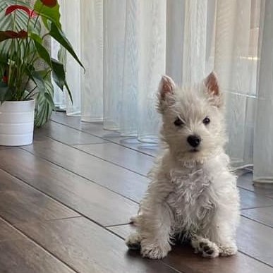 west highland white terrier ül a nappaliban