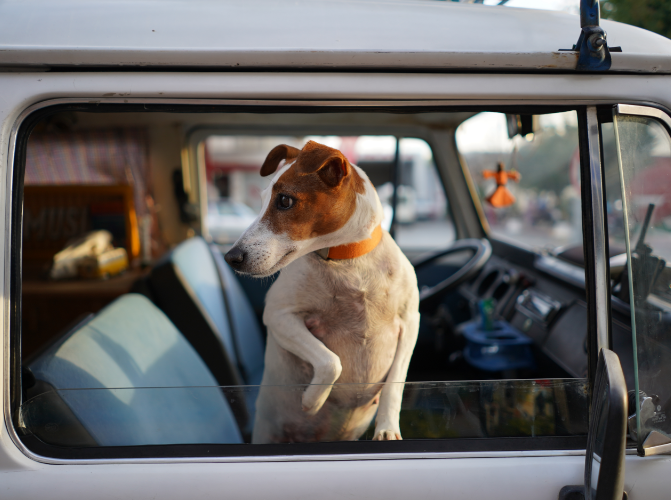 jack russel kocsiban