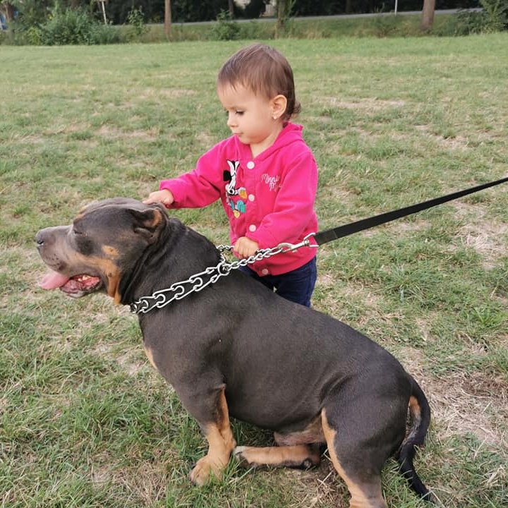 Kovács Sándor József a Gorilla Gold Bully kennel tulajdonosának fotója