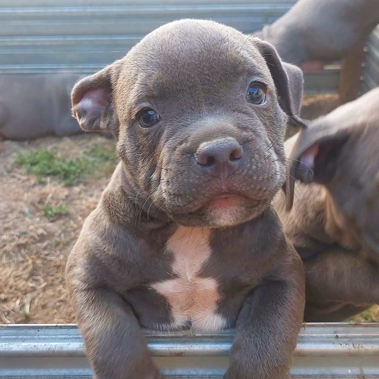 Kovács Sándor József a Gorilla Gold Bully kennel tulajdonosának fotója