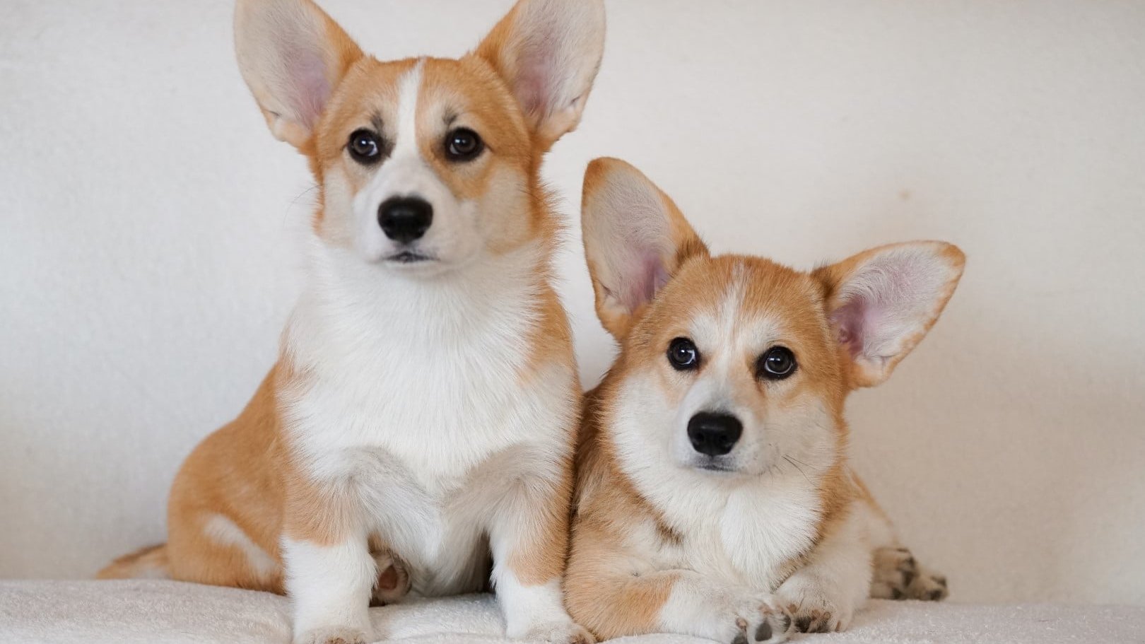 corgik műtermi fotó