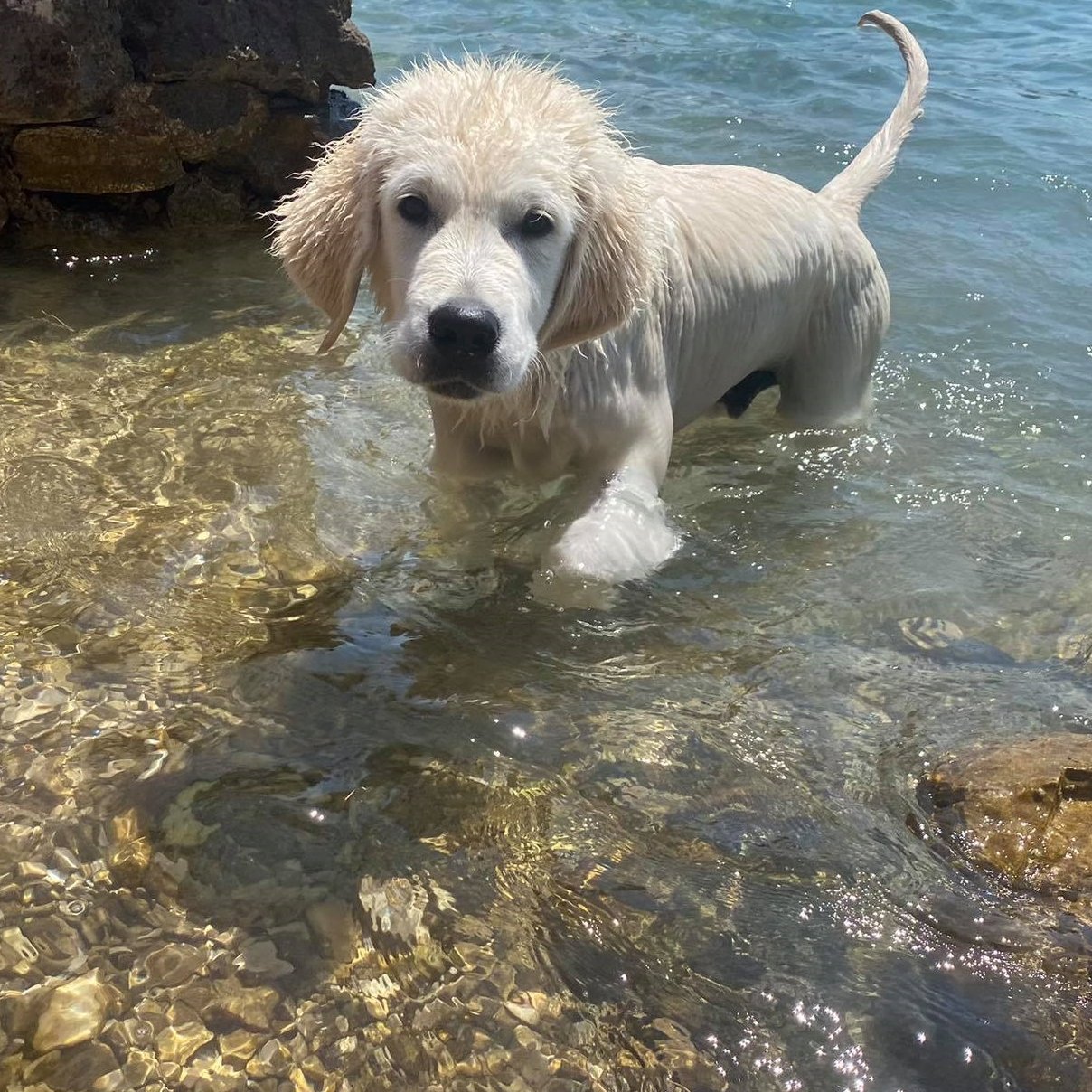 kölyökkutya strandon
