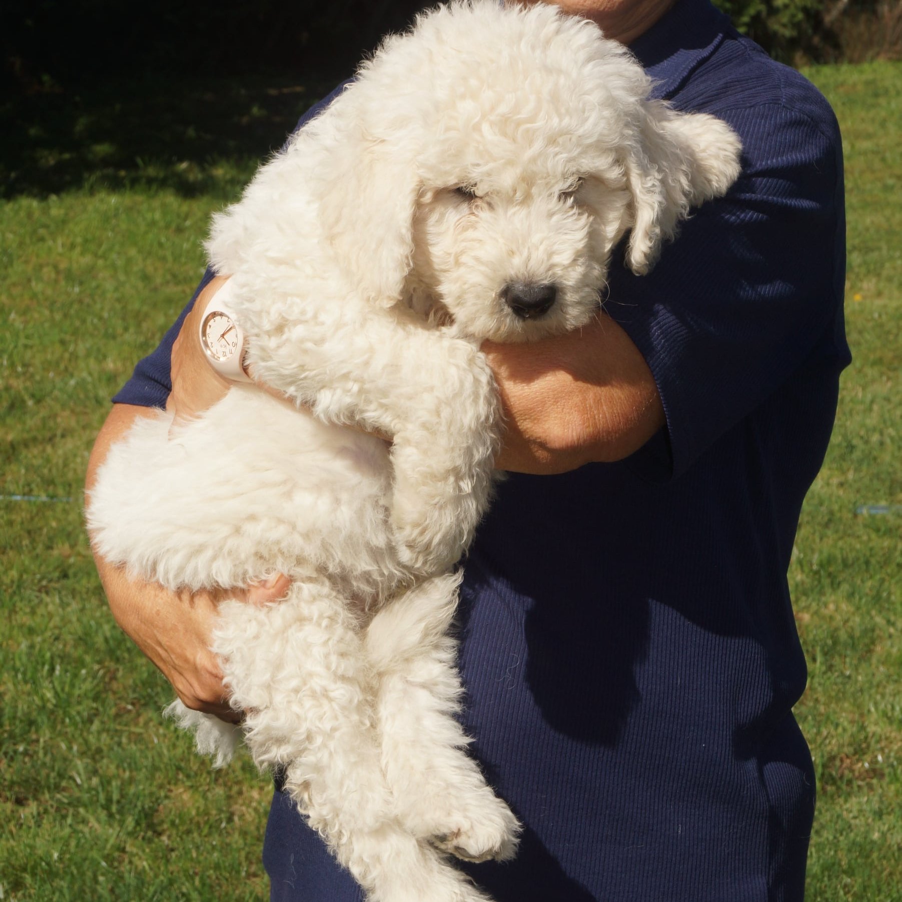 Anda-Marócsek Anita az Andaházi Tanyák őre komondor kennel tulajdonosának fotója