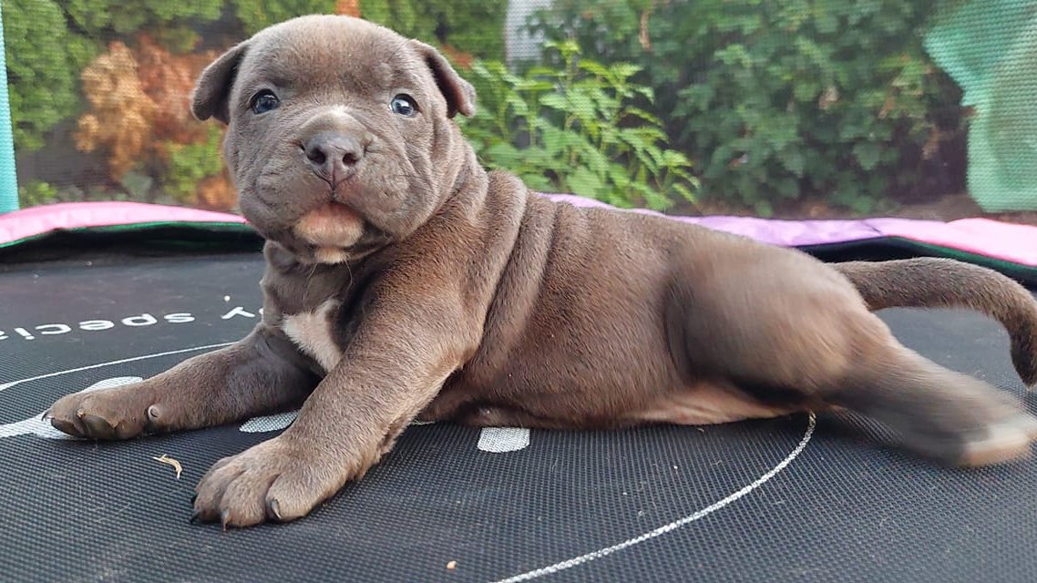 Kovács Sándor József a Gorilla Gold Bully kennel tulajdonosának fotója