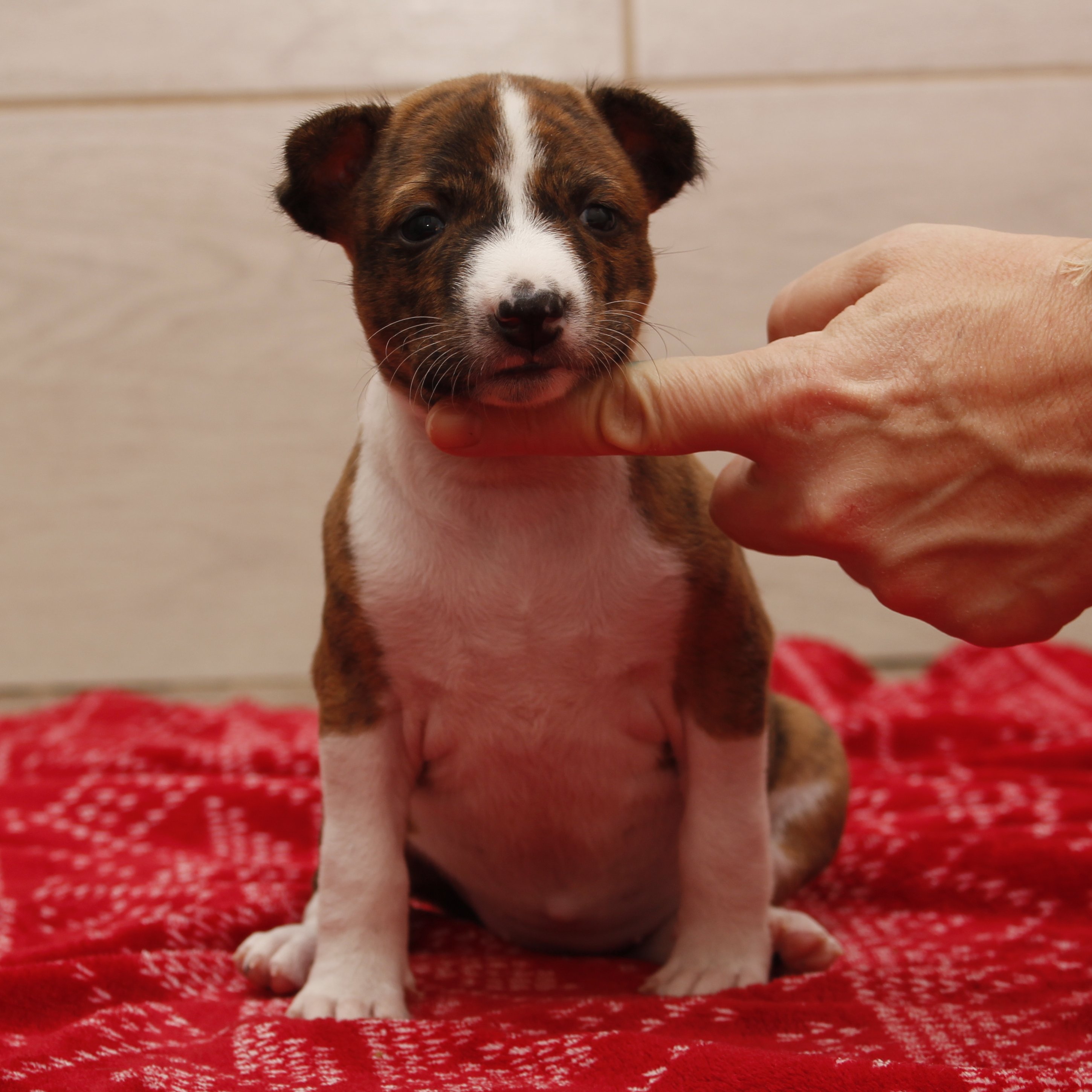 basenji kölyökkutya