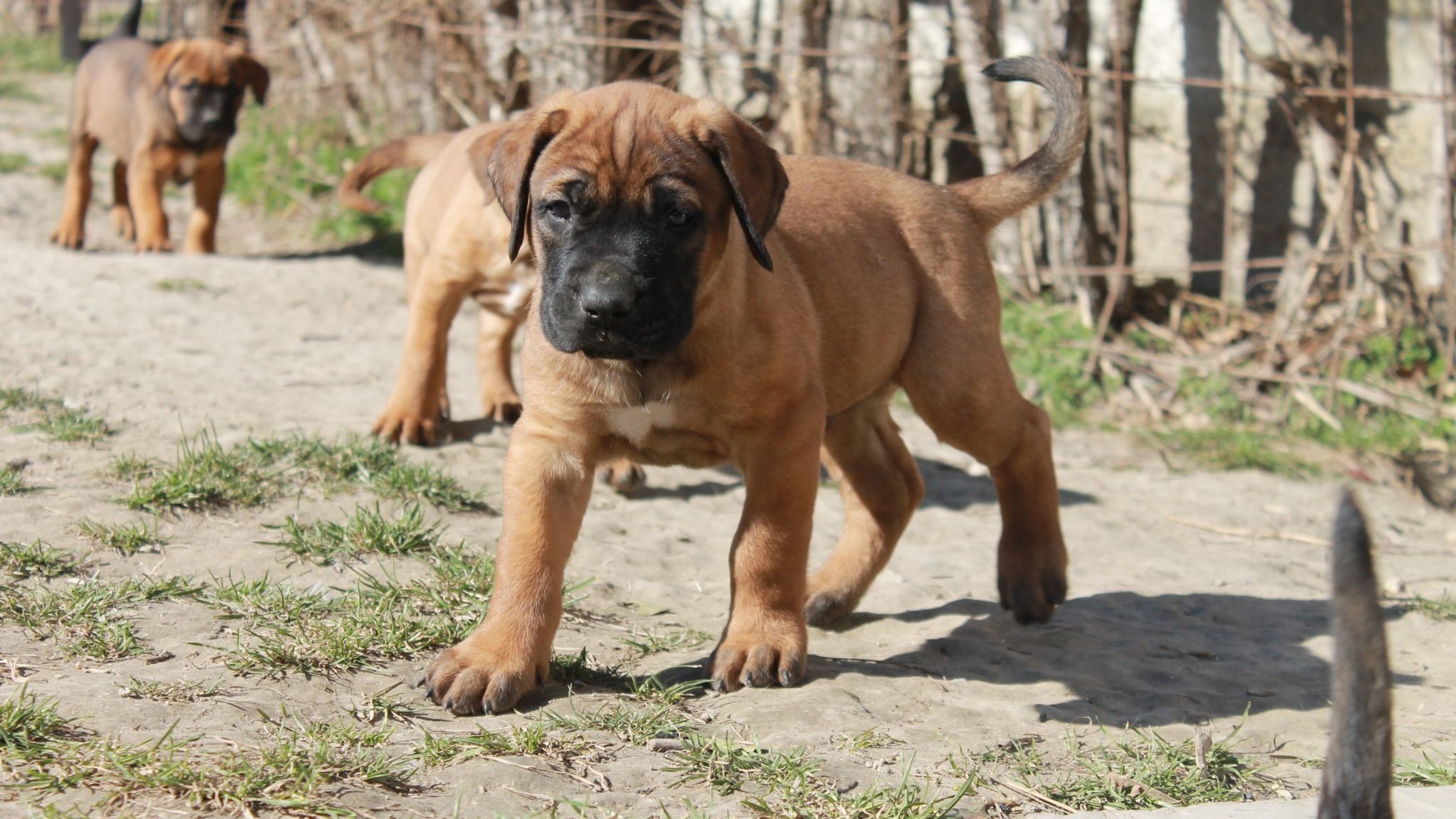 tosa inu kölykök