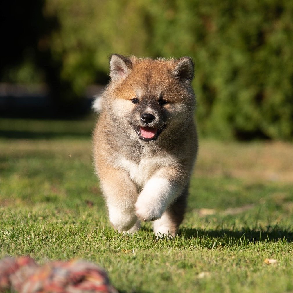 akita inu kölyök