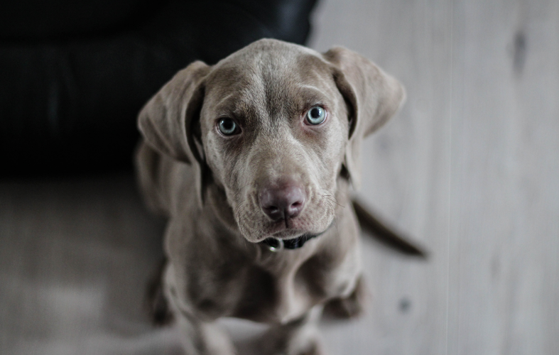 Forrás: canva.com