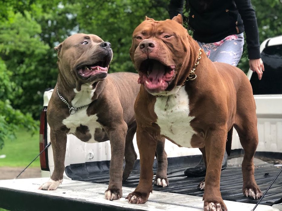 Kong és Hulk