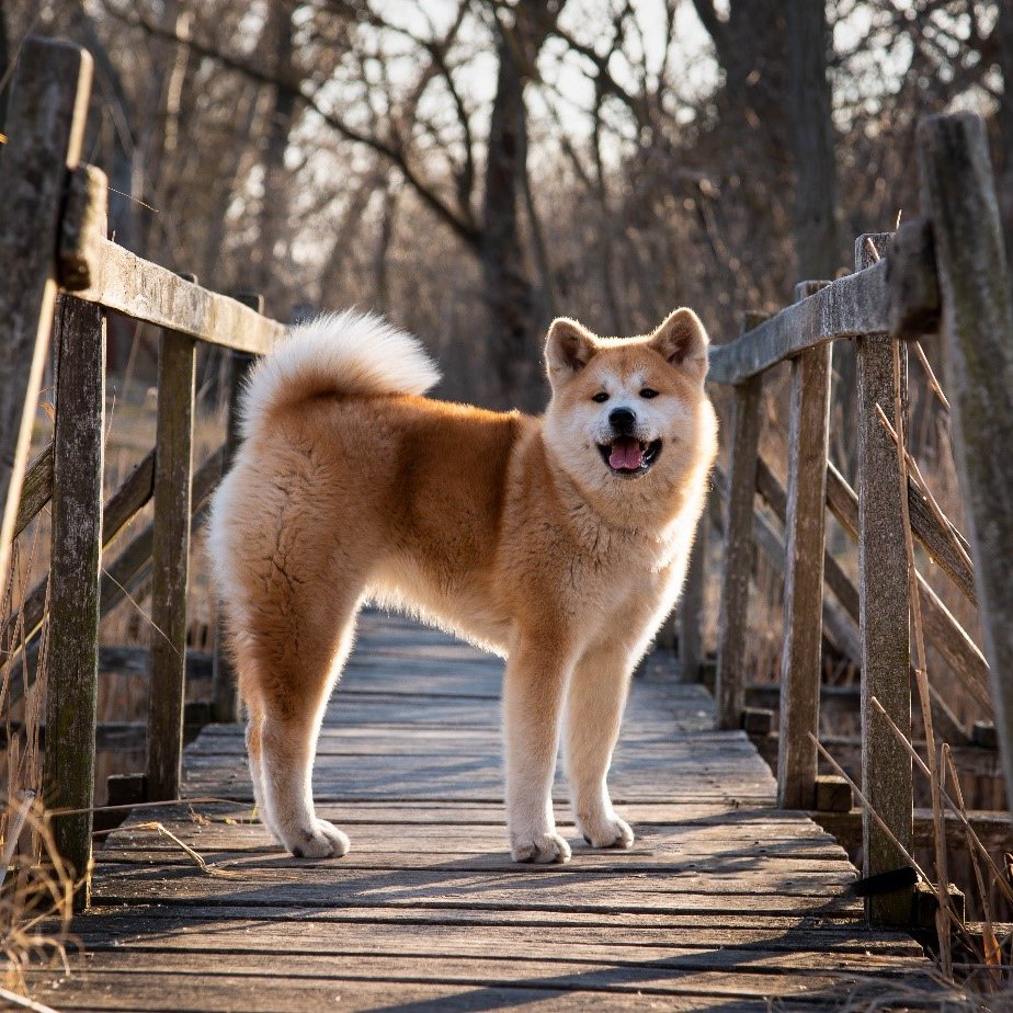 akita inu fahídon