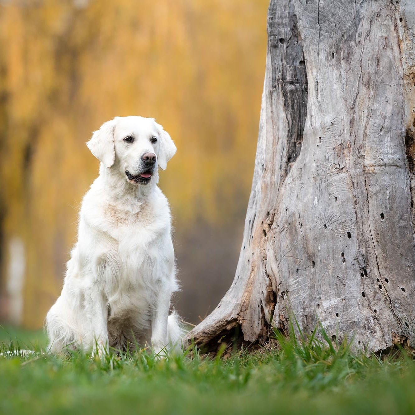 retriever