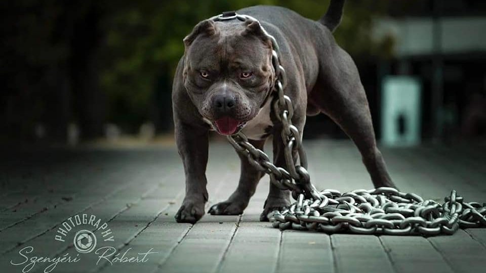 Kovács Sándor József a Gorilla Gold Bully kennel tulajdonosának fotója